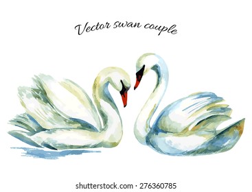 Watercolor swan. Hand painted vector illustration