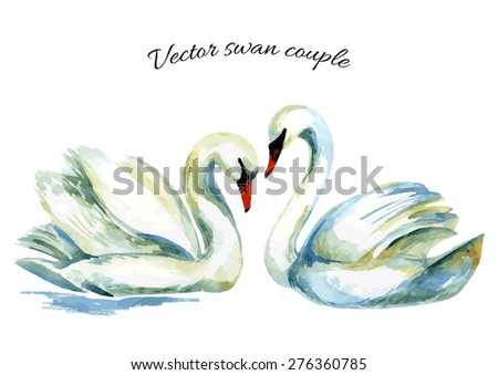 Watercolor swan. Hand painted vector illustration