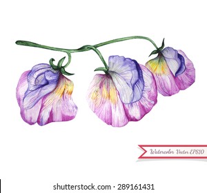 Watercolor sweet pea flowers. Decorative floral element painted in watercolor. Hand drawn tropical botanical element. Isolated on white background. Vector illustration.