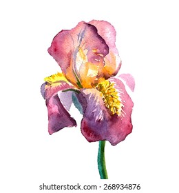 watercolor tattoo idea iris flower vector illustration
