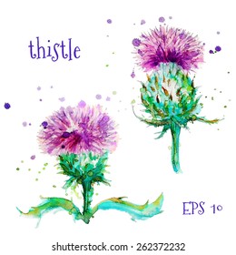 watercolor thistle