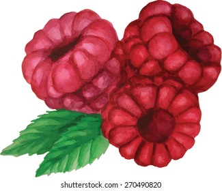 Watercolor. Three raspberries on a branch