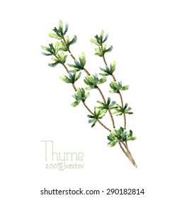 Watercolor thyme. Hand draw branches of thyme illustration. Herbs vector object isolated on white background. Kitchen herbs and spices banner.