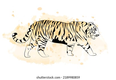 Watercolor tiger with splashes. Artwork. Calm and powerful wild big cat. 