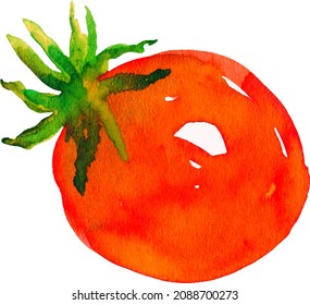 watercolor tomato vector. Red vegetables, natural food