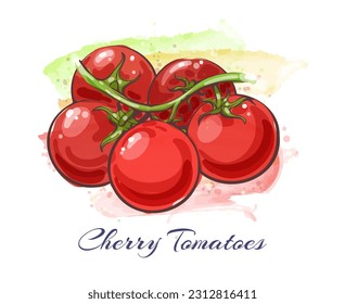 Watercolor tomatos bunch. Hand drawn vegetable red cherry tomato water color sketch, ripe cherries tomatoes branch color aquarel drawing isolated vector illustration