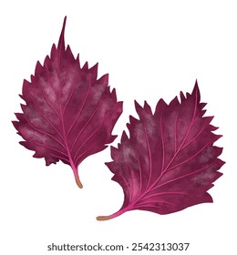 Watercolor touch, two red perilla leaves AKA-SHISO, SHISO