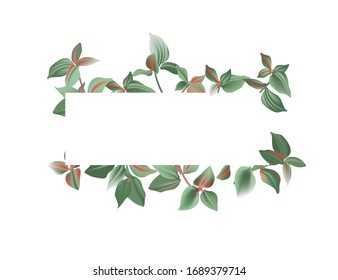 Watercolor tradescantia wide banner of mint red leaves isolated on white background. Greenery Floral illustration for design greeting card, wedding invitation, natural cosmetics, packaging. Vector.