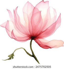 Watercolor translucent lotus flowers isolated. Pressed transparent dry flower botanical illustration