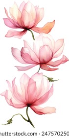 Watercolor translucent lotus flowers isolated. Pressed transparent dry flower botanical illustration