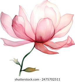 Watercolor translucent lotus flowers isolated. Pressed transparent dry flower botanical illustration