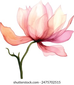 Watercolor translucent lotus flowers isolated. Pressed transparent dry flower botanical illustration