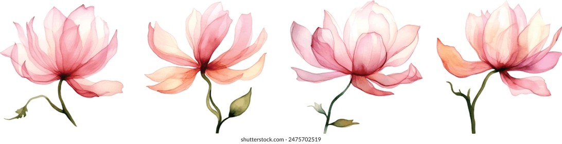 Watercolor translucent lotus flowers isolated. Pressed transparent dry flower botanical illustration