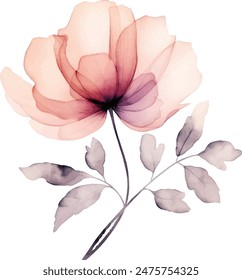 Conjunto de rosas translúcidas de acuarela . Ilustración de flor botánica. Flor prensada con dibujo de hojas aisladas