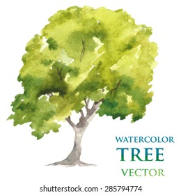 Watercolor tree