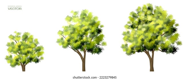 Watercolor Of Tree Side View Isolated On White Background For Landscape And Architecture Drawing, Elements For Environment And Garden, Painting Botanical For Section And Elevation