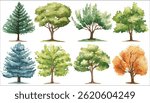 Watercolor Tree Vector Clip Art Set Hand Painted Oak Maple Pine Birch Green Foliage Autumn Spring Summer Forest Landscape Botanical Illustration