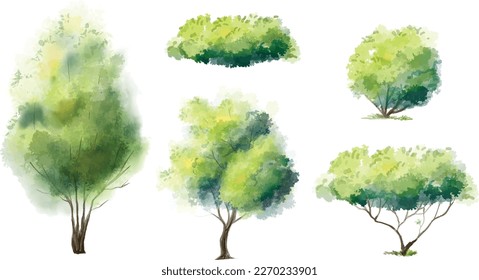 Watercolor tree vector in side view isolated on white background for landscape plan and architecture layout drawing, elements for environment and garden,blossom grass,flower blooming, tropical