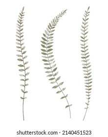 Planta de asplenio de moda acuarela. Ilustración vectorial para web, aplicación e impresión. Elegante forma femenina floristica hojas aisladas. Jardín, botánico, elemento floral minimalista.