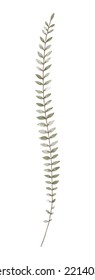 Watercolor trendy asplenium plant. Vector illustration for web, app and print. Elegant feminine shape floristic isolated leaf. Garden, botanical, minimalistic floral element.