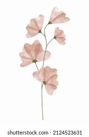 Flor de moda acuarela. Ilustración vectorial para web, aplicación e impresión. Elegante forma femenina floristica aislada flor de arveja dulce. Jardín, botánico, elemento floral minimalista.