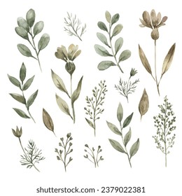 Watercolor trendy plants and flowers. Hand drawn branches for wedding invitations, decor and design