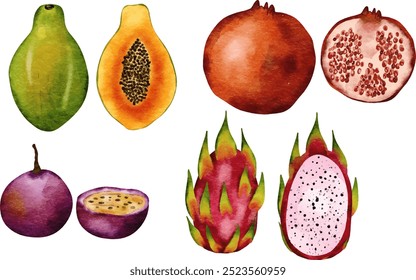 Watercolor Tropical Fruit Illustration. Fresh Fruit