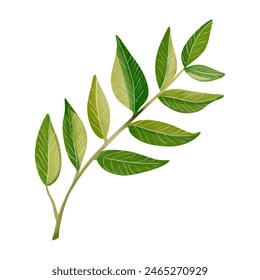 Watercolor tropical leaf. Exotic foliage. Floral illustration. Watercolor jungle