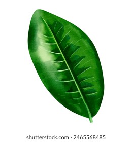 Watercolor tropical leaf. Exotic foliage. Floral illustration. Watercolor jungle