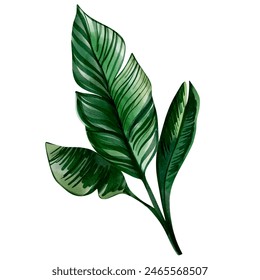 Watercolor tropical leaf. Exotic foliage. Floral illustration. Watercolor jungle