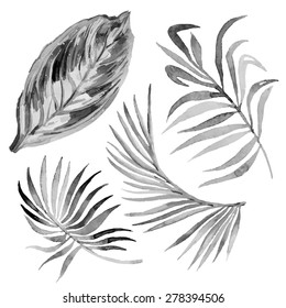 Watercolor tropical leaves isolated on white.Vector for your design. Black and white illustration.