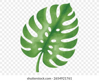 Watercolor tropical monstera leaf green plant summer foliage element isolated. Vector.