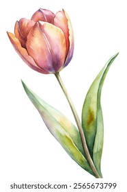 Watercolor tulip flower, vibrant colors, delicate petals, botanical illustration, nature art, floral design, spring theme.