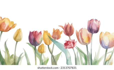 watercolor tulip flowers on white background vector illustration design