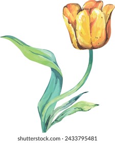 Watercolor tulip. Hand drawn flower. Bright flower, creativity. Spring, bloom
