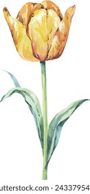 Watercolor tulip. Hand drawn flower. Bright flower, creativity. Spring, bloom