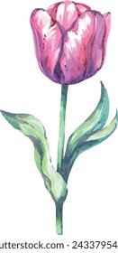 Watercolor tulip. Hand drawn flower. Bright flower, creativity. Spring, bloom