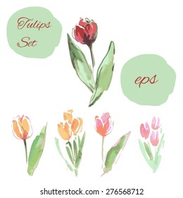 Watercolor tulip illustration. Vector image.