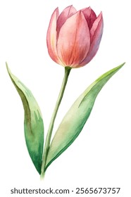 Watercolor tulip illustration, vibrant pink petals, green leaves, floral design, nature art, botanical print.