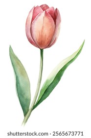 Watercolor tulip illustration, vibrant pink petals, green leaves, floral design, botanical art, nature-inspired decor.