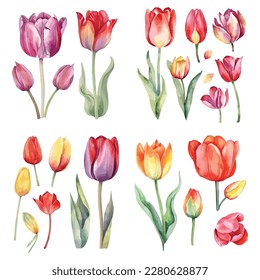Watercolor Tulip set, isolated on white background.