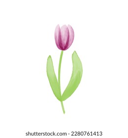 A watercolor tulip, a single flower watercolor style, a floral springtime icon