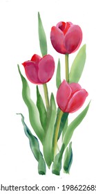 Vetor de tulipa aquarela 