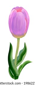 Watercolor tulip vector 