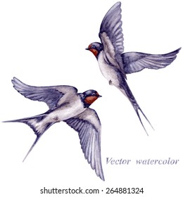 Watercolor two  flying swallows isolated on white background.