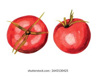 Aquarela dois tomates vermelhos ilustração vetor legumes inteiros isolado no fundo branco, para cartões, banners de mercado, cabeçalhos ou decorar seu trabalho de arte.