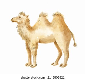 Watercolor two-hump camel. Hand-drawn illustration isolated on the white background