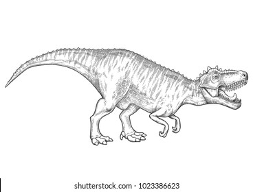 Watercolor Tyrannosaurus Rex. Vector dinosaur isolated on white background. Animal of the prehistoric period in engraving technique. Coloring book page design