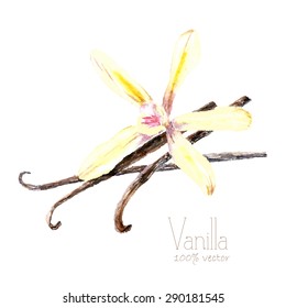 Watercolor vanilla pods and flower. Hand draw vanilla illustration. Herbs vector object isolated on white background. Kitchen herbs and spices banner.