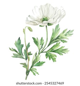 Watercolor vector of Adonis Amurensis flower, isolated on a white background, Adonis Amurensis painting